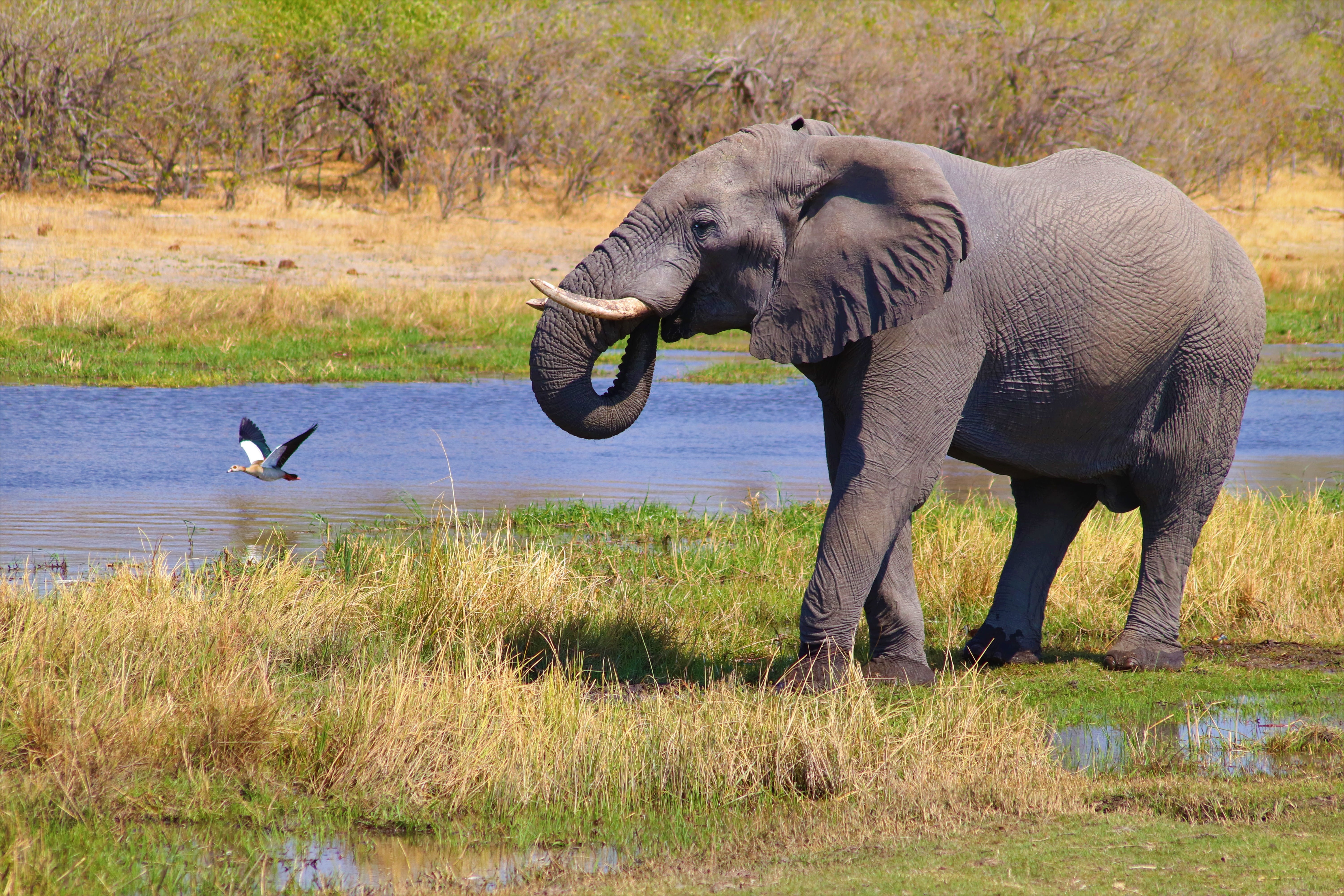 Botswana e Zimbabwe 14 notti/15gg