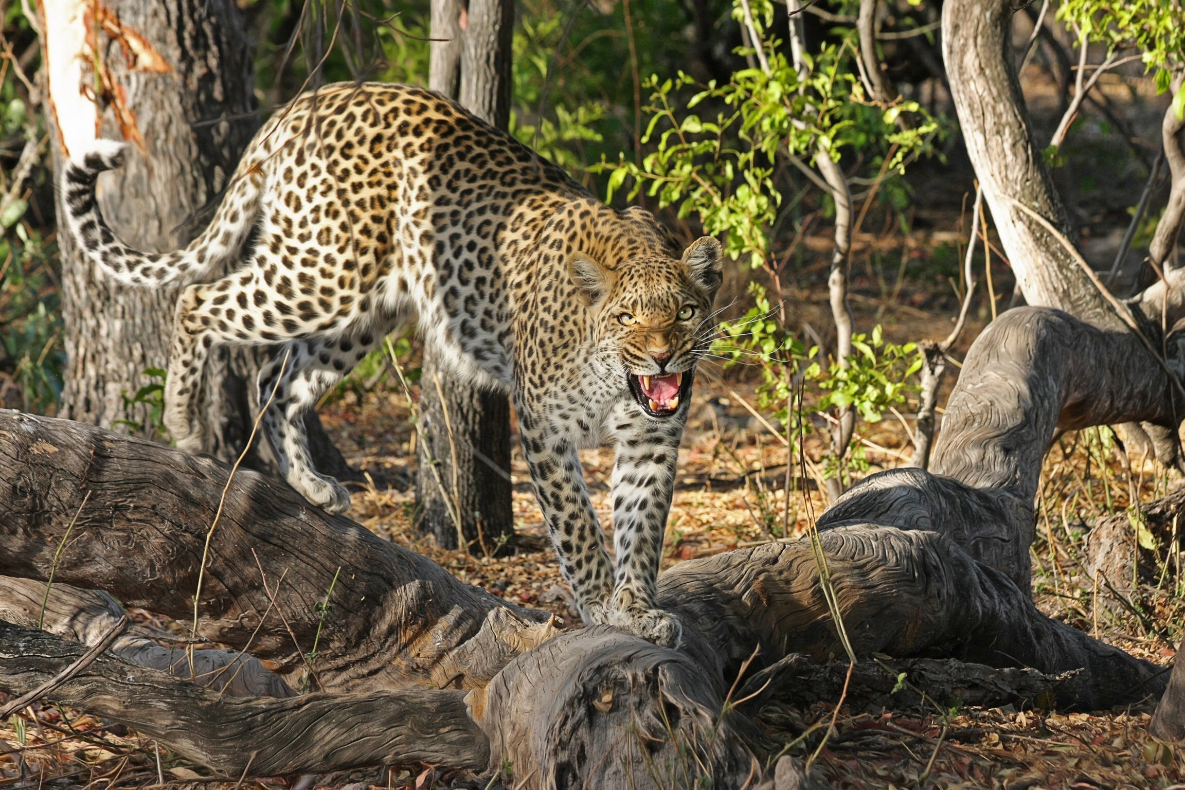 GLAMPING BOTSWANA 6 notti