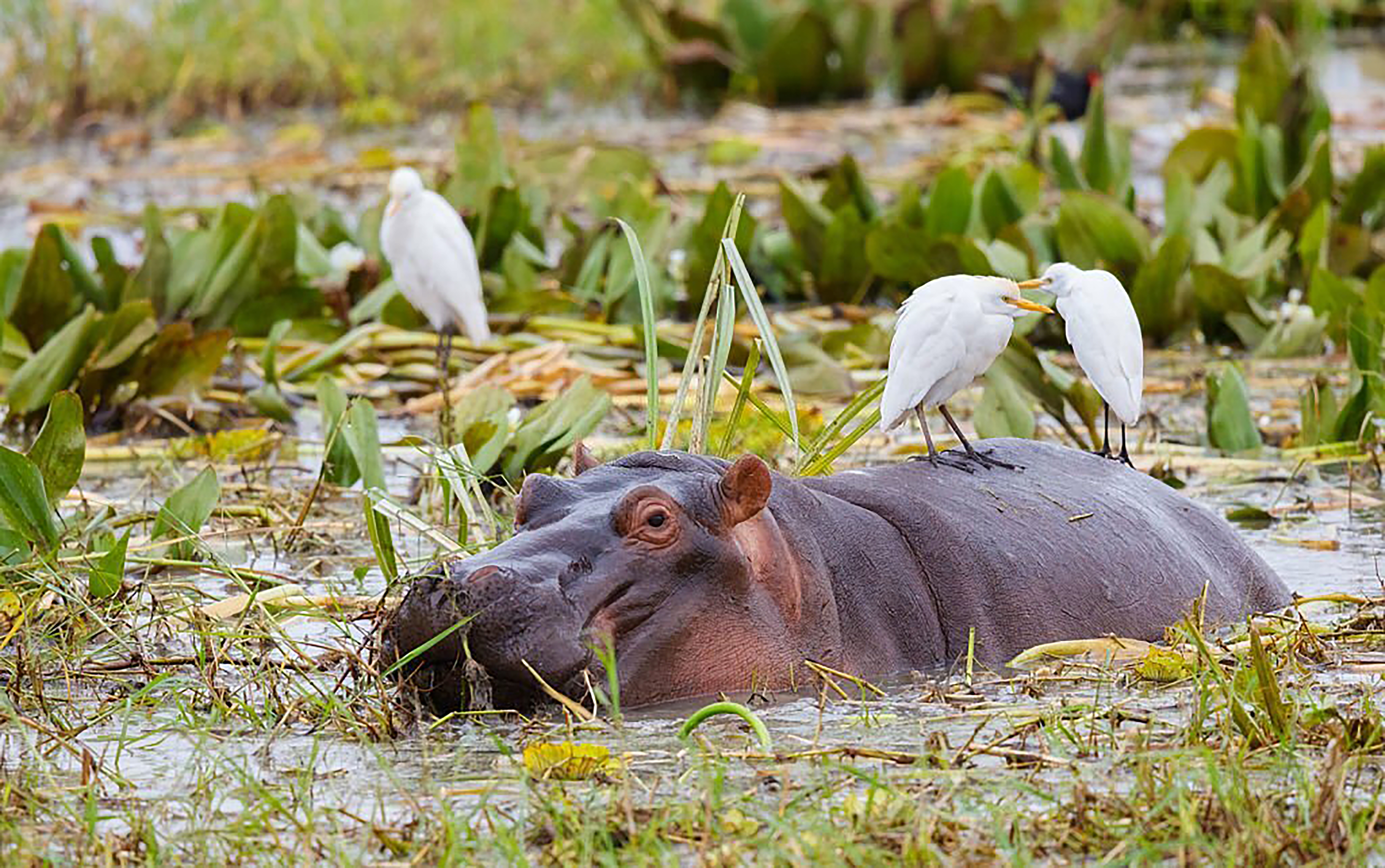 BOTSWANA D’INCANTO 6 notti
