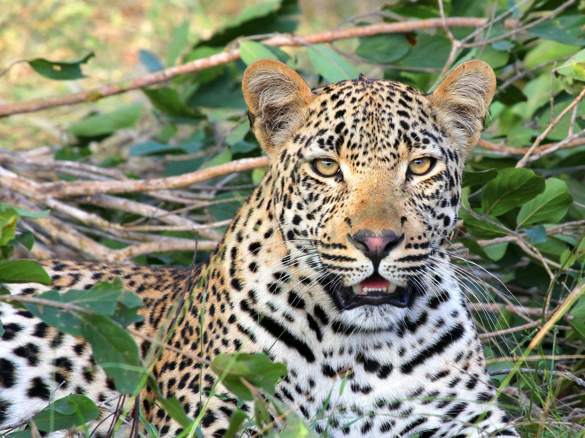 Lodges Botswana