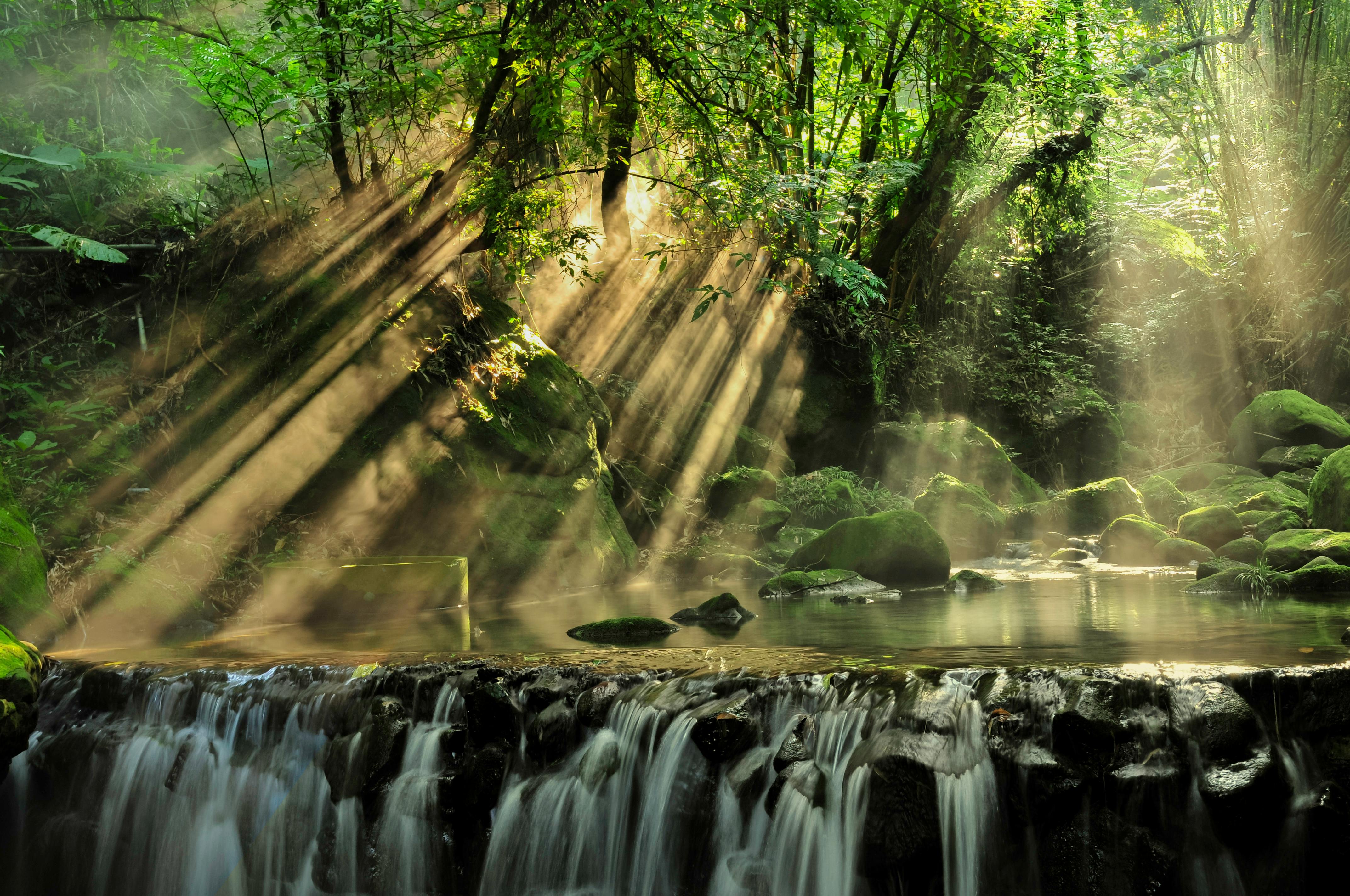Malesia e la Foresta Pluviale