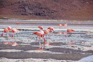 7° giorno, Salar de Uyuni