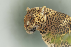 8° giorno,	Delta dell’Okavango – Maun - Italia