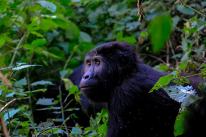 7° giorno,	Volcanoes National Park (gorilla tracking)