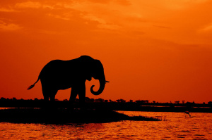 9° giorno,tDelta dell’Okavango/Chitabe